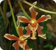Paraph. labukensis x Neo. falcata